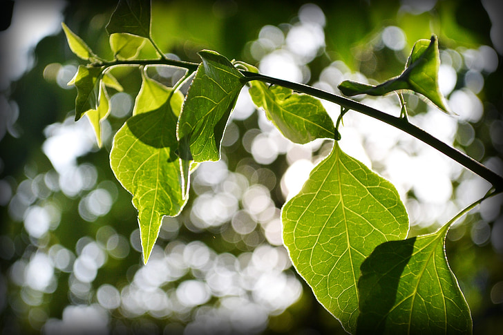 Bougainvillea Лийвс, листа, обратно светлина, природата, растителна, слънчева светлина, Шри Ланка