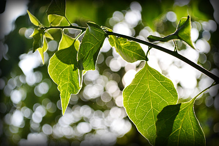 les leafs de bougainvilliers, feuilles, lumière de retour, nature, plante, lumière du soleil, Sri lanka
