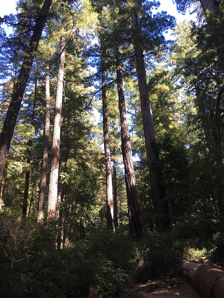 Raudonmedis, miško, milžinišką medžiai, Kalifornijos, senas, Gamta, medis