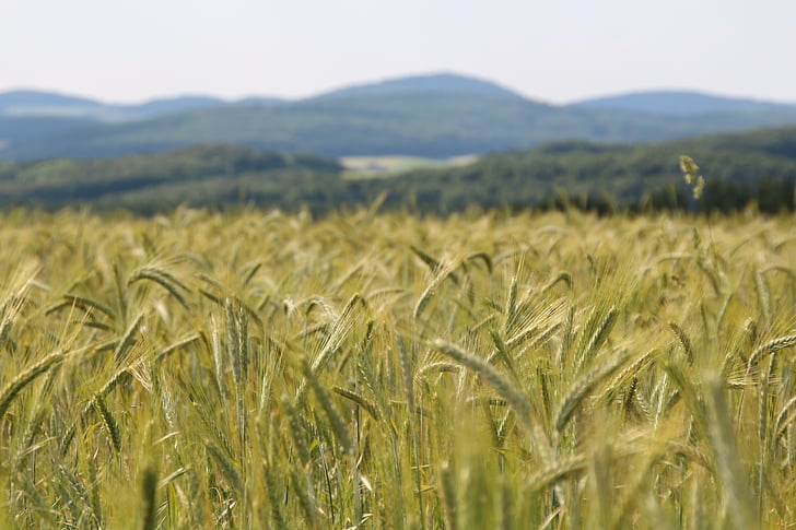 pšenice, pšeničné pole, spike pšenice, špička, obiloviny, zrno, zemědělství