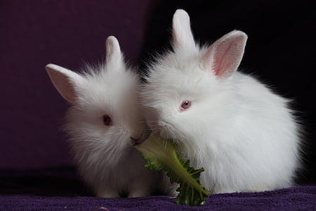 ウサギ, 小さな, かわいい, 食べる, 空腹, ホワイト, ペット
