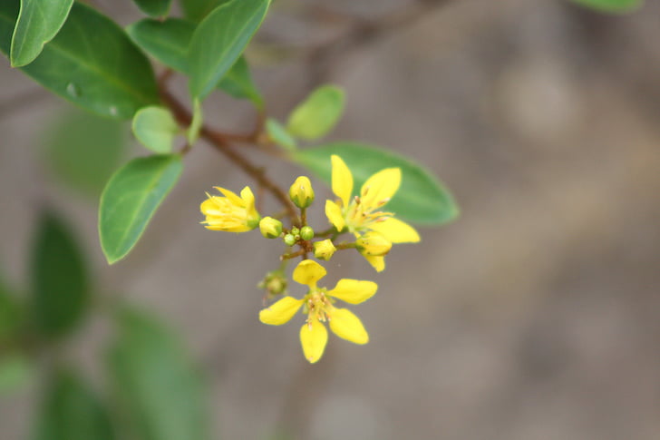 flor, jardim, amarelo, natureza