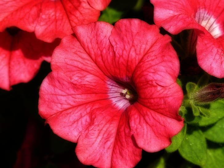 vermell, petúnia, close-up, flor, jardí, l'estiu, planta