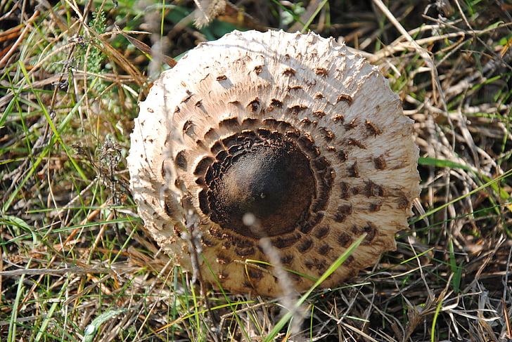 mushroom, autumn, forest