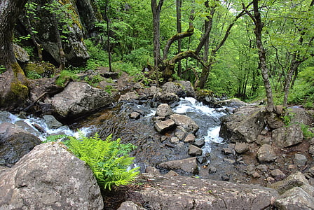 森林, 绿色, 瀑布, 水, 自然, 河, 流-流动的水
