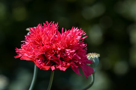 amapola, rellenada amapola, rojo, Amapola Roja, flor, floración, flor roja