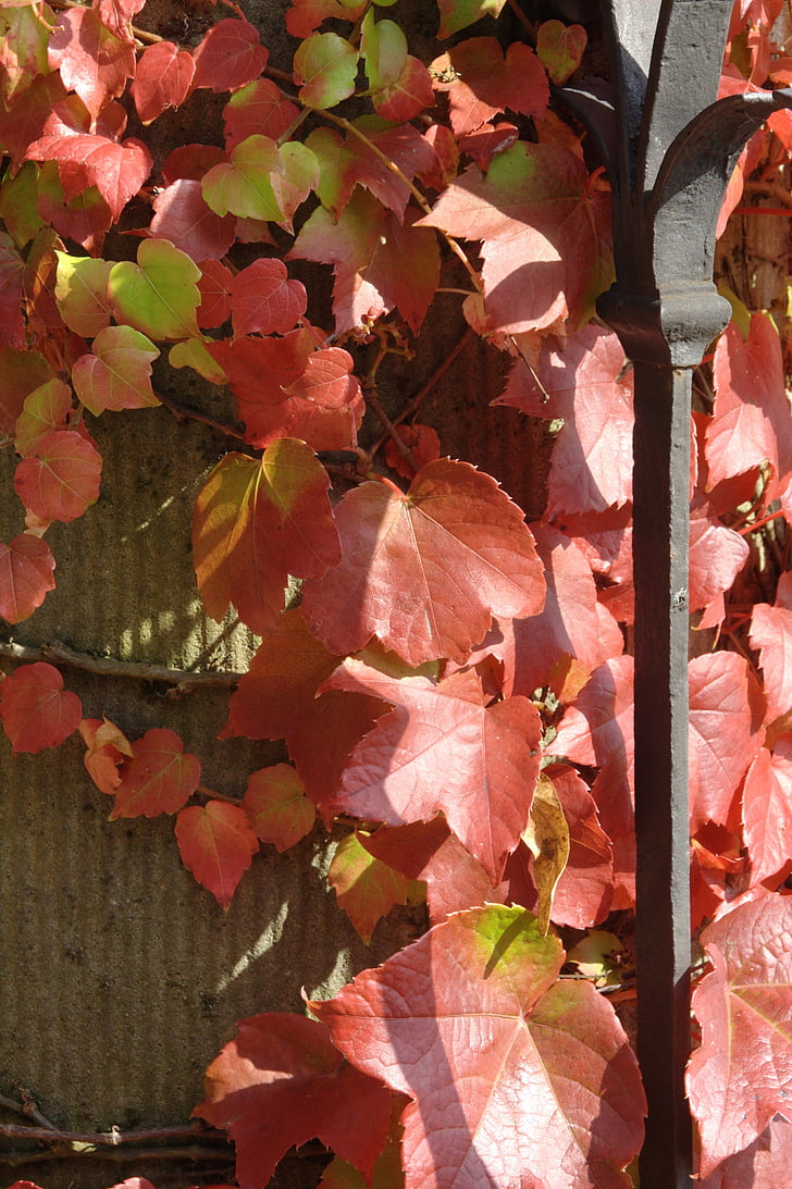 Есен, лоза, листа през есента, червен