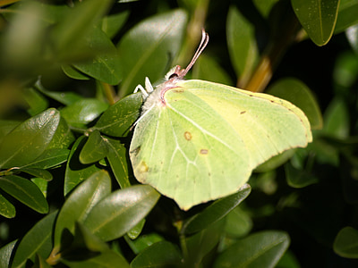 gonepteryx rhamni, πεταλούδα, Κίτρινο, έντομο, άνοιξη, Κλείστε