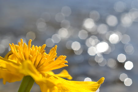 Pelkinė Puriena, gėlė, tvenkinys, geltona, žiedlapiai