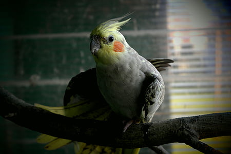 papagoi, pikendamine, cockatiel, värvimine, PET
