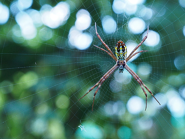 Spider, bug, hyönteinen, jalat, pelottava, hämähäkinverkko, makro