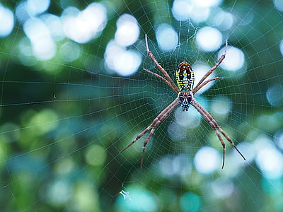 spider, bug, insect, legs, scary, spiderweb, macro