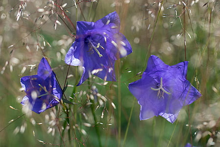 Iris al, rellotge, flor, natura, blau