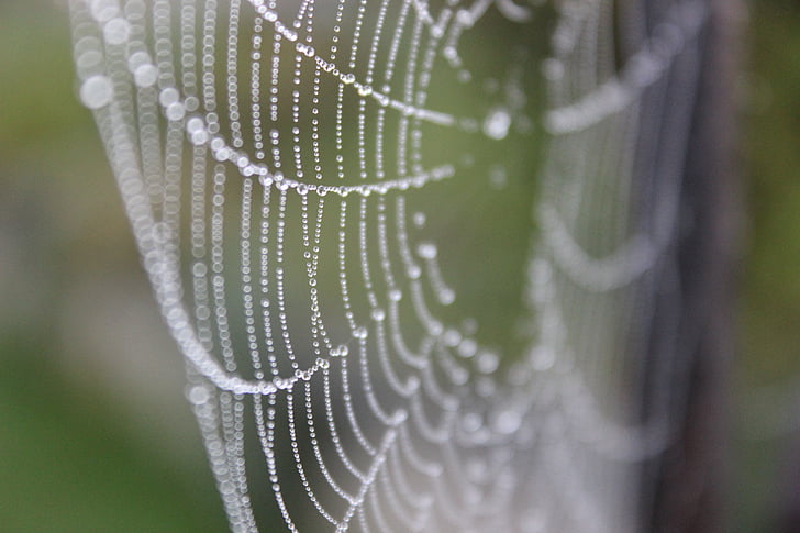 web, dew, gossamer, drops, green, nature, dewdrop