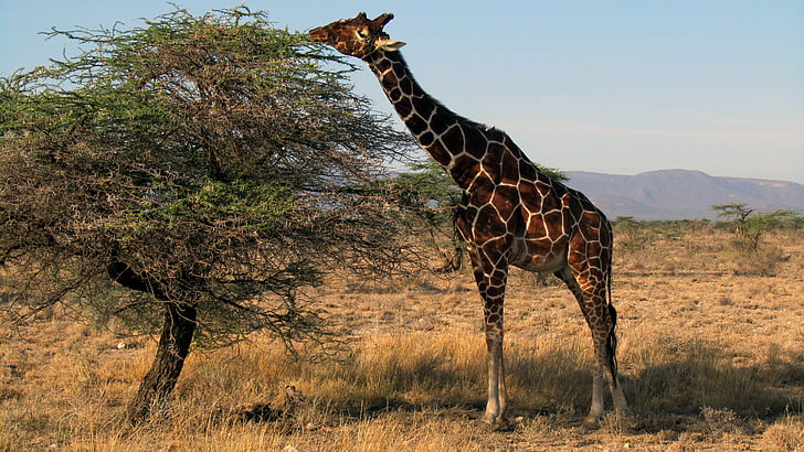 žirafa, Kenija, Safari, Samburu Nacionalni park, sisavac, fotografiranje divljih životinja