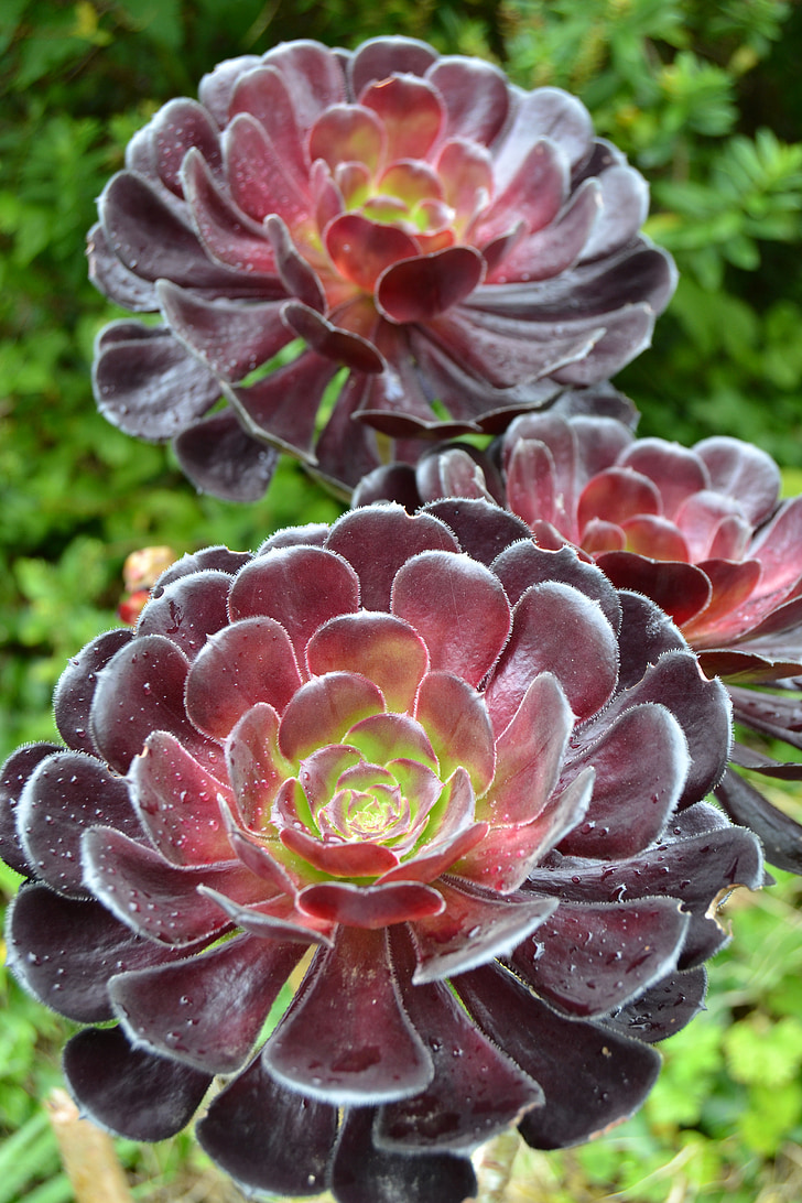 planta de platillo, Aeonium arboreum, flor, jardín, Inglaterra, Cornwall
