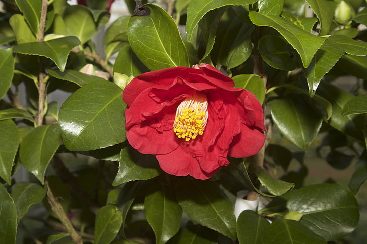 natur, blomst, Camellia, Camellia japonica, rød, hage, petal