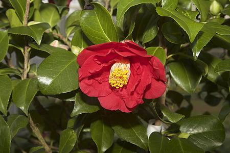 daba, puķe, Camellia, Camellia japonica, sarkana, dārza, ziedlapas