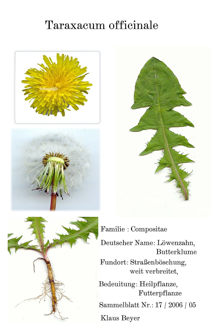 herbarblatt digitalizzati, pianta medicinale, scanner, giardino, giallo, fiore, pianta