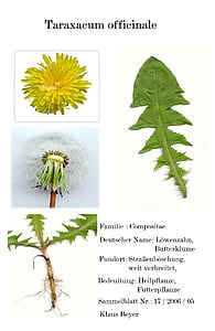 Digitalizirani herbarblatt, zdravilna rastlina, skenerji, vrt, rumena, cvet, rastlin