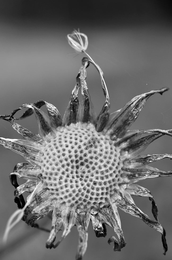 dandelion, flourished from, seeds, flying seeds