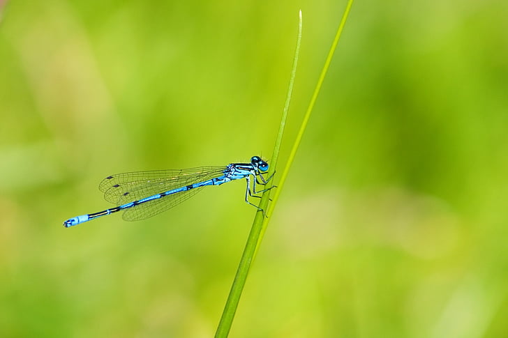 selective, focus, photography, black, striped, blue, damselfly