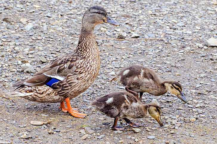 duckling, duck, animals, small, baby, water, close-up