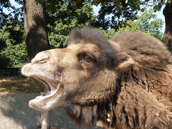 bactrian camel, camel, head, mouth, muzzle, animal, nature