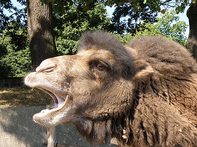 camelo-bactriano, camelo, cabeça, boca, focinheira, animal, natureza