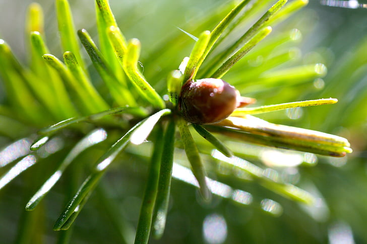 fir tree bud, jonge groene pine needle, lente bud, lente groene schieten, macro pine needle