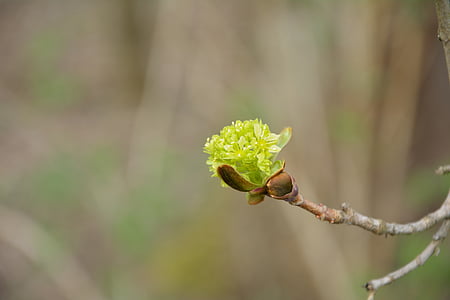 green, single bloom, close, branch, bud, sprind, new quayside