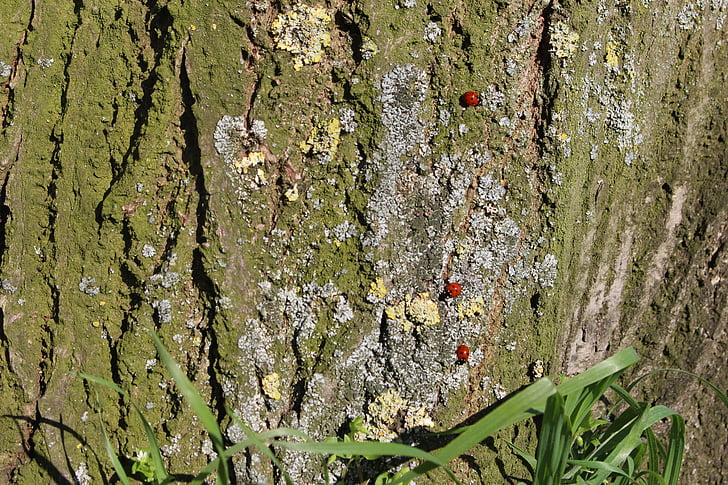 ladybugs, tree, spring, the nature, insects
