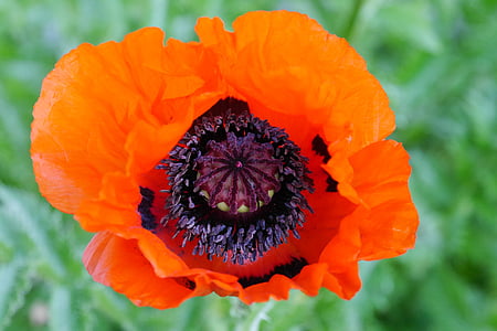 Mohn, Blume, Blüte, Bloom, Mohnblume, Anlage, rote Mohnblume