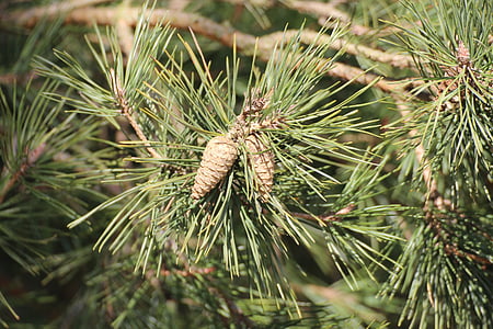 Kävyt, Luonto, puu, Pine kasvihuonekaasujen, Napauta, Pine