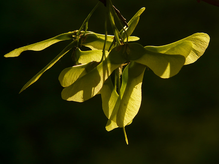 fruit d’érable, érable, arbre, vert, érable de Norvège, Acer platanoides, érable à feuilles aiguille