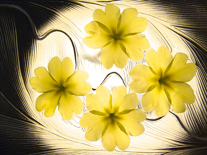 flowers, flower petals, primelchen, background, pattern, black, yellow