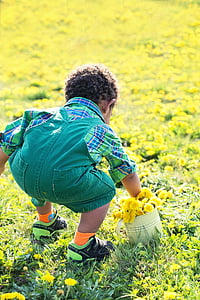 mažas berniukas, Kiaulpienė, Kiaulpienė, geltona, pavasarį, Gamta, žolės, pieva