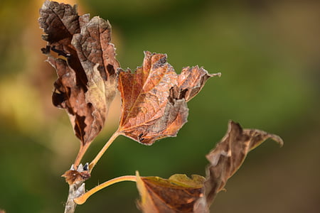 листья, сухой, Природа, Осень, коричневый, закрыть, лист