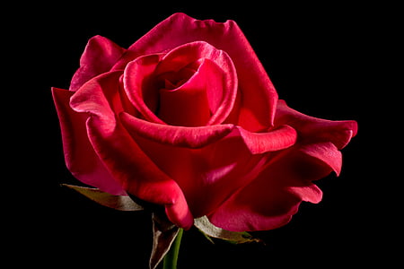 Червона троянда, Троянда, цвітіння троянди, цвітіння, цвітіння, квітка, червоний