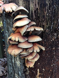 mushrooms, tree, wild, forest, nature, fungus, mushroom