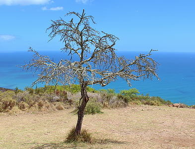 strom, Kahl, Sky, estetické, pobrežie, more, modrá
