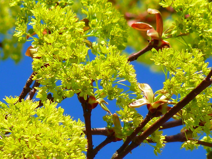 vaahtera, Maple blossom kukka, kevään, Luonto, alussa munaus, vaaleanvihreä, Neon vihreä