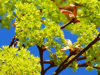 esdoorn, Maple bloesem bloesem, lente, natuur, vroege bloomer, licht groen, neon groen