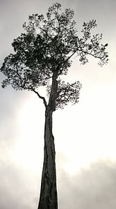 cây, bức tranh, bản vẽ, Thiên nhiên, phát triển bền vững, chi nhánh, Silhouette