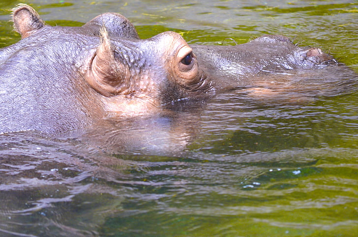 hipopótamo, Hippo, peligrosos, paquidermo, África, agua, pie