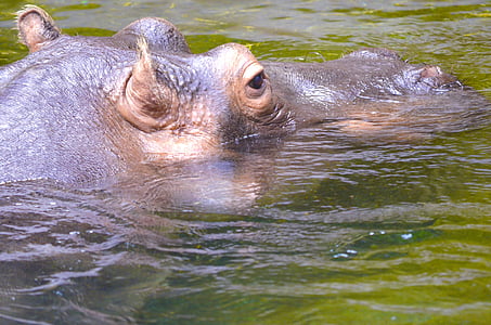хипопотам, хипопотам, опасни, дебелокож, Африка, вода, крак