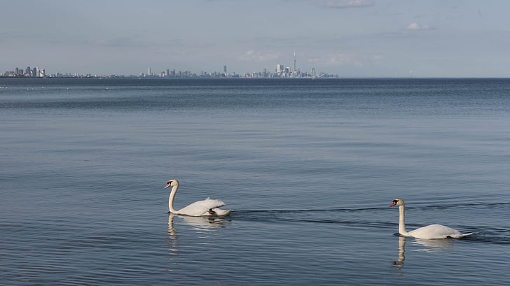 swans, swimming, water, city, skyline, toronto, urban