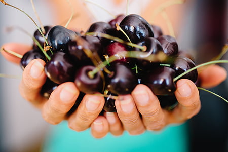 person, holding, cherries, cherry, fruits, hands, food