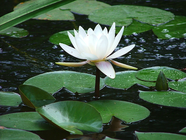blanc, sublime, lis d’eau, nature, étang, nénuphars Lotus, Lac