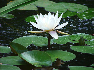 하얀, 숭 고 한, 수련, 자연, 연못, 연꽃 수련, 호수
